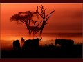36 - african dawn - LARRY John - england